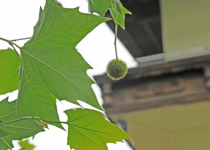 Olympia オエッツ